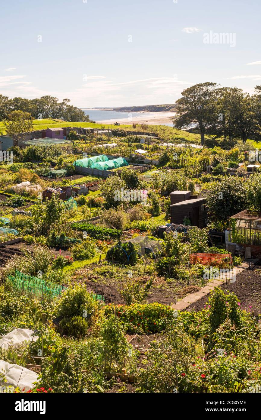Allotment gardens at Berwick upon Tweed, Northumberland, England UK Stock Photo