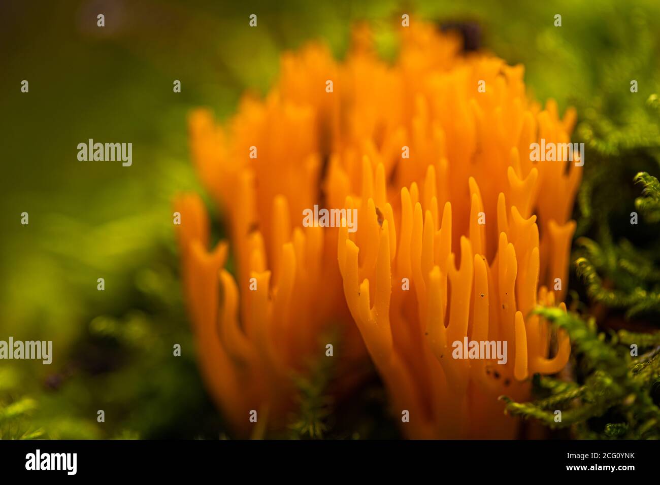 Calocera viscosa (English yellow stagshorn) is a jelly fungus, member of the Dacrymycetales. This fungus looks like it is coral Stock Photo