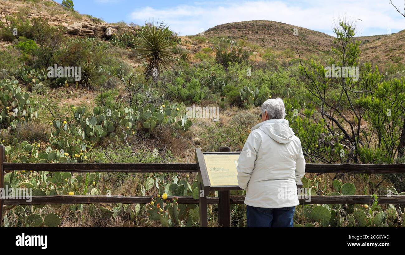 Woman viewing Flowering Prickly Pear Cactii by the entry road to Carlsbad Cavern National Park Stock Photo