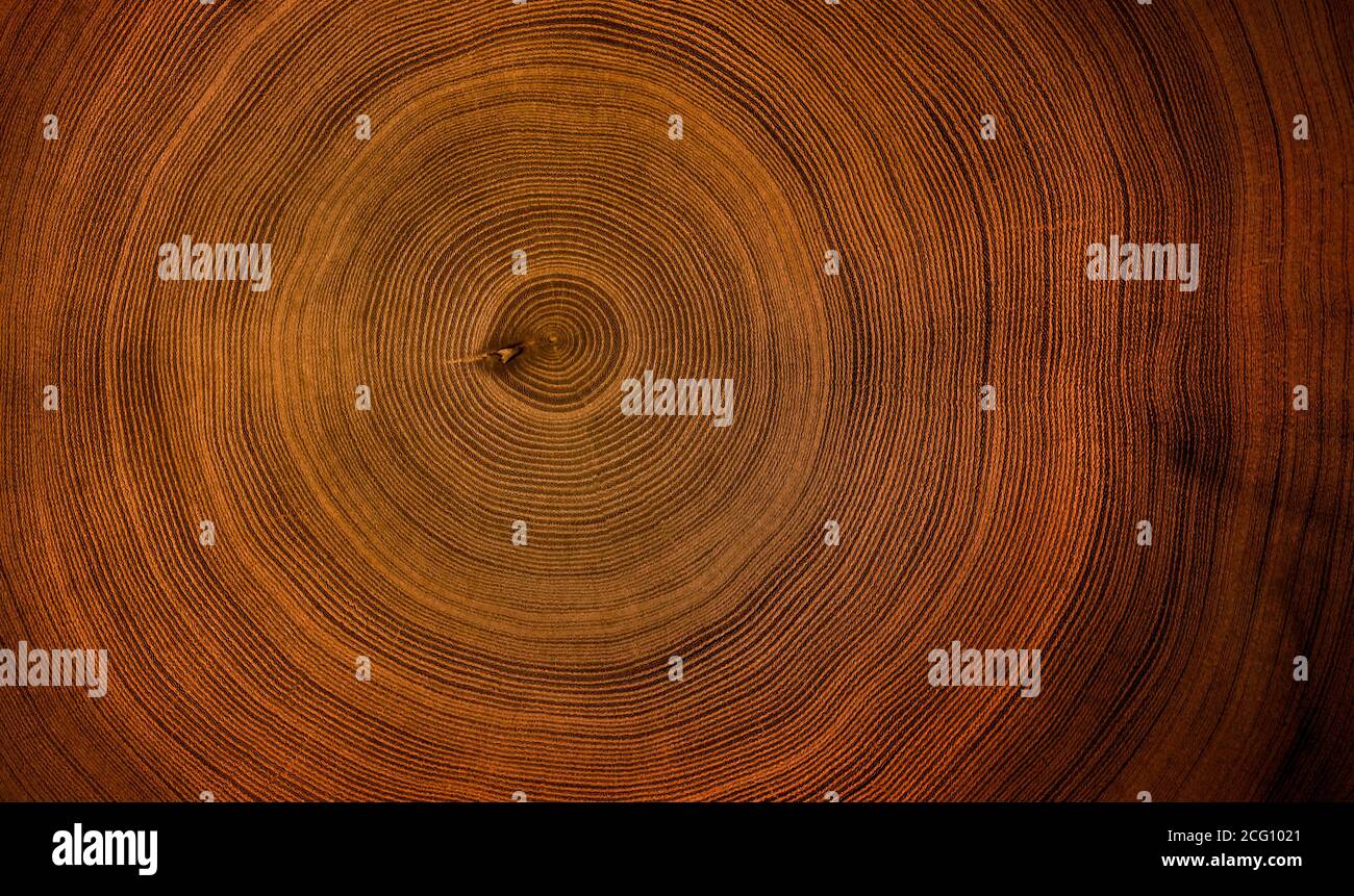 Closeup macro view of end cut wood tree section with cracks and annual ...