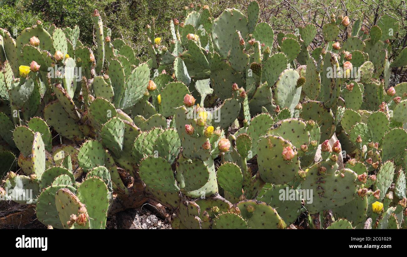 Flowering Prickly Pear Cactus by the entry road to Carlsbad Cavern National Park Stock Photo