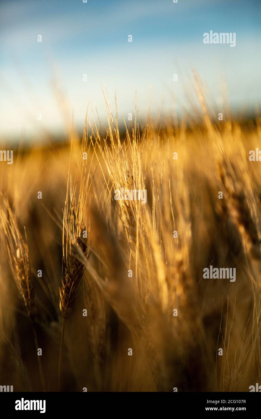 Grass growing extreme close up hi-res stock photography and images - Alamy