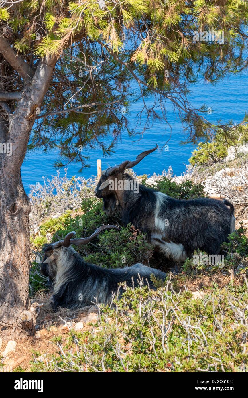 greek goats sheltering from the sun in the shade under a tree on the greek island of zante, zakynthos, greece. Stock Photo