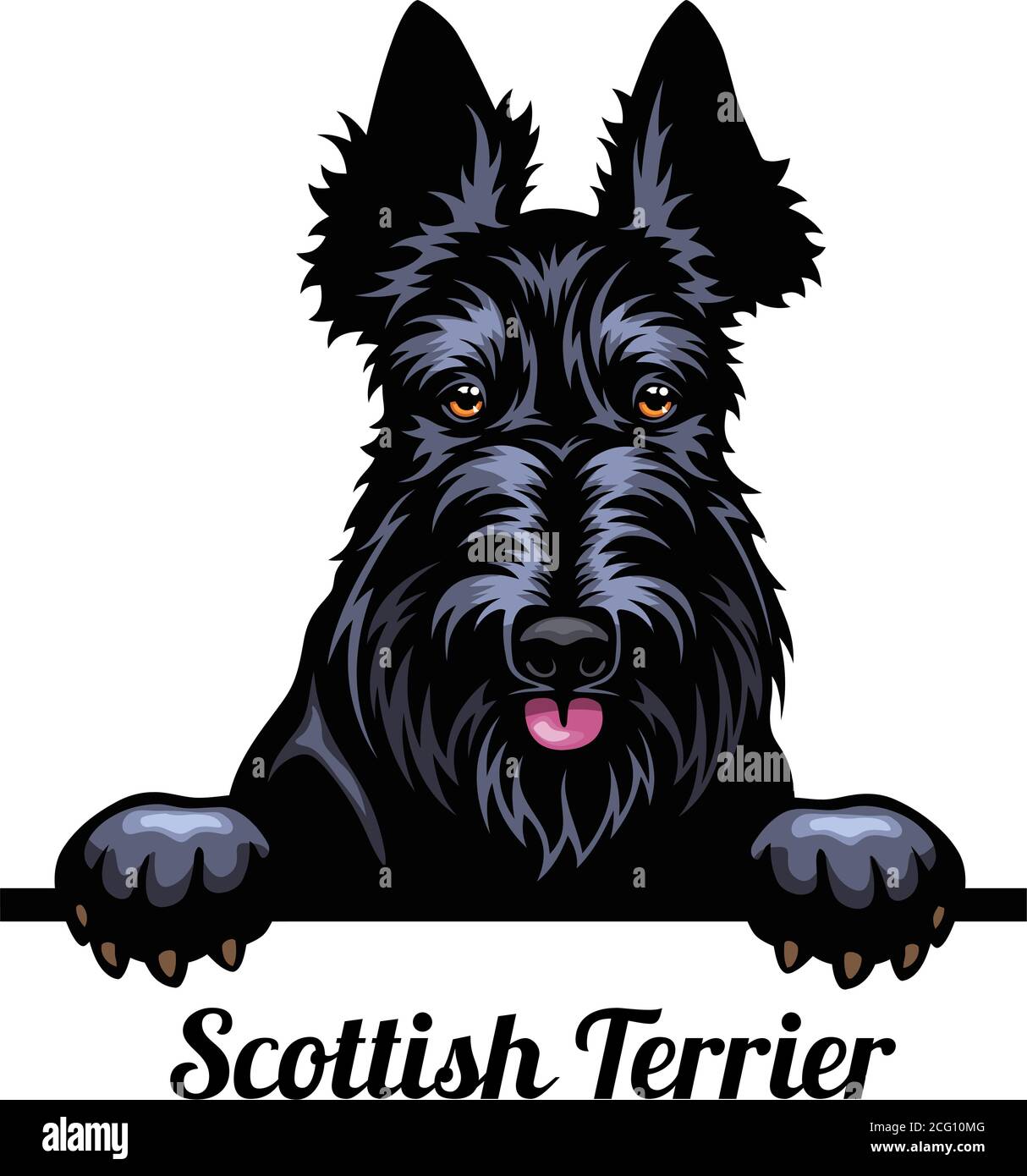Head Scottish Terrier - dog breed. Color image of a dogs head isolated on a white background Stock Vector