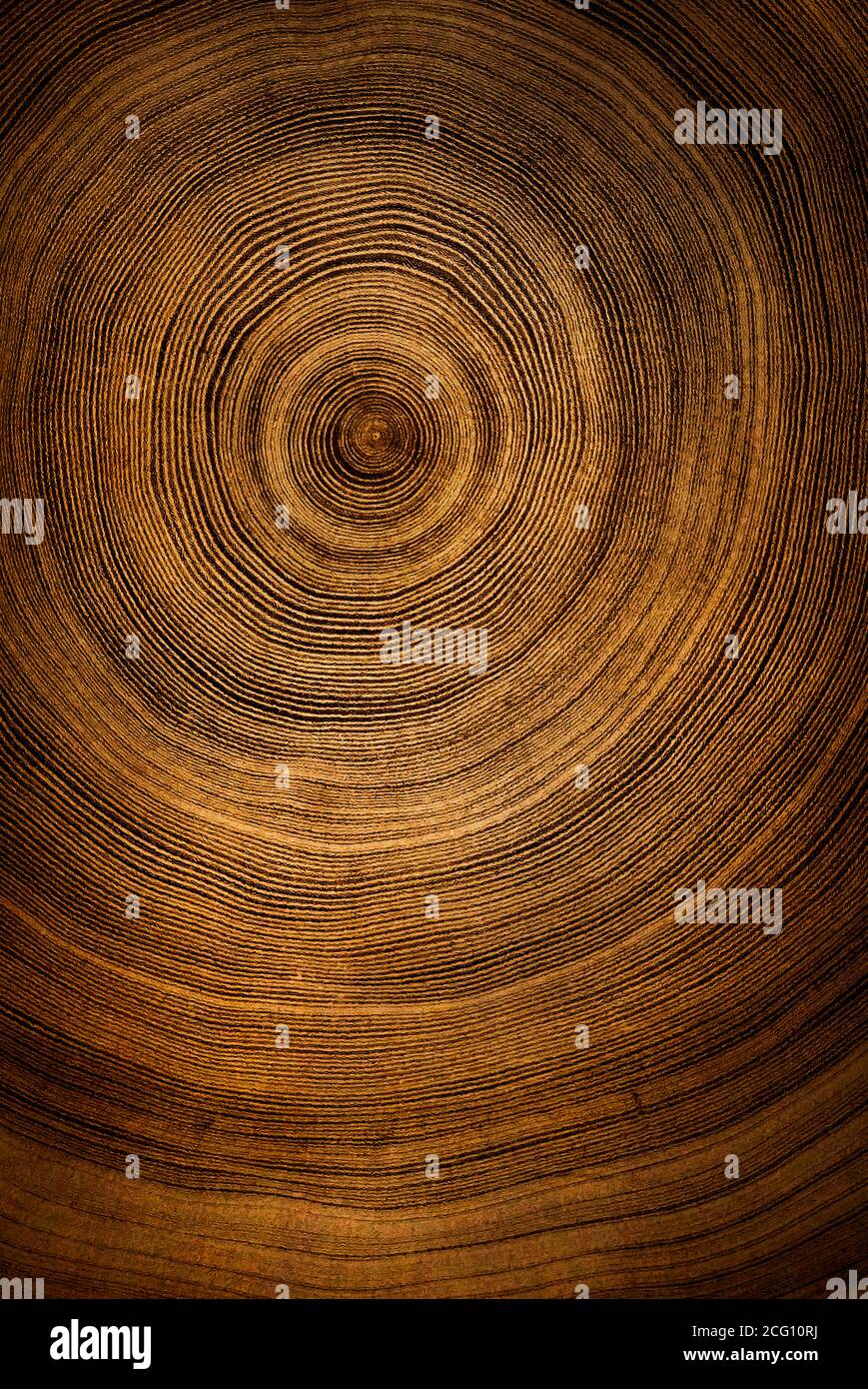 Closeup macro view of end cut wood tree section with cracks and annual ...