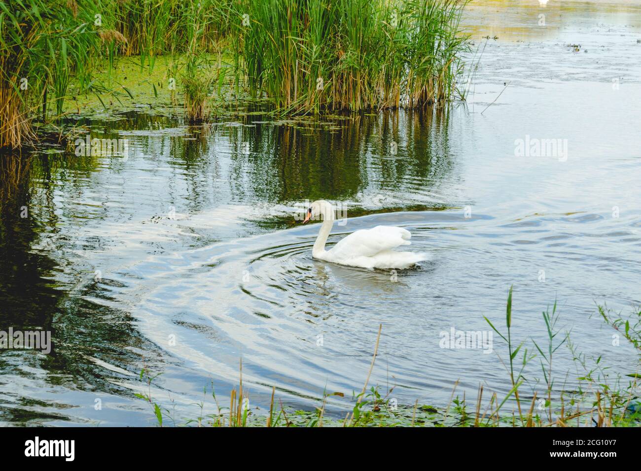 White swan swimming alone in a pond surrounded by green grass Stock ...