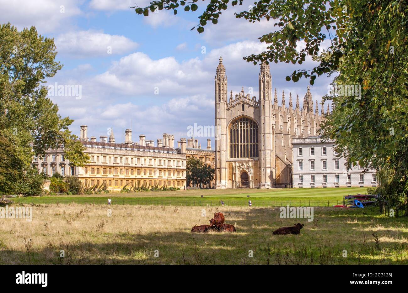 Kings collage Cambridge seen from the backs over the meadows with cows grazing and blue sky Stock Photo