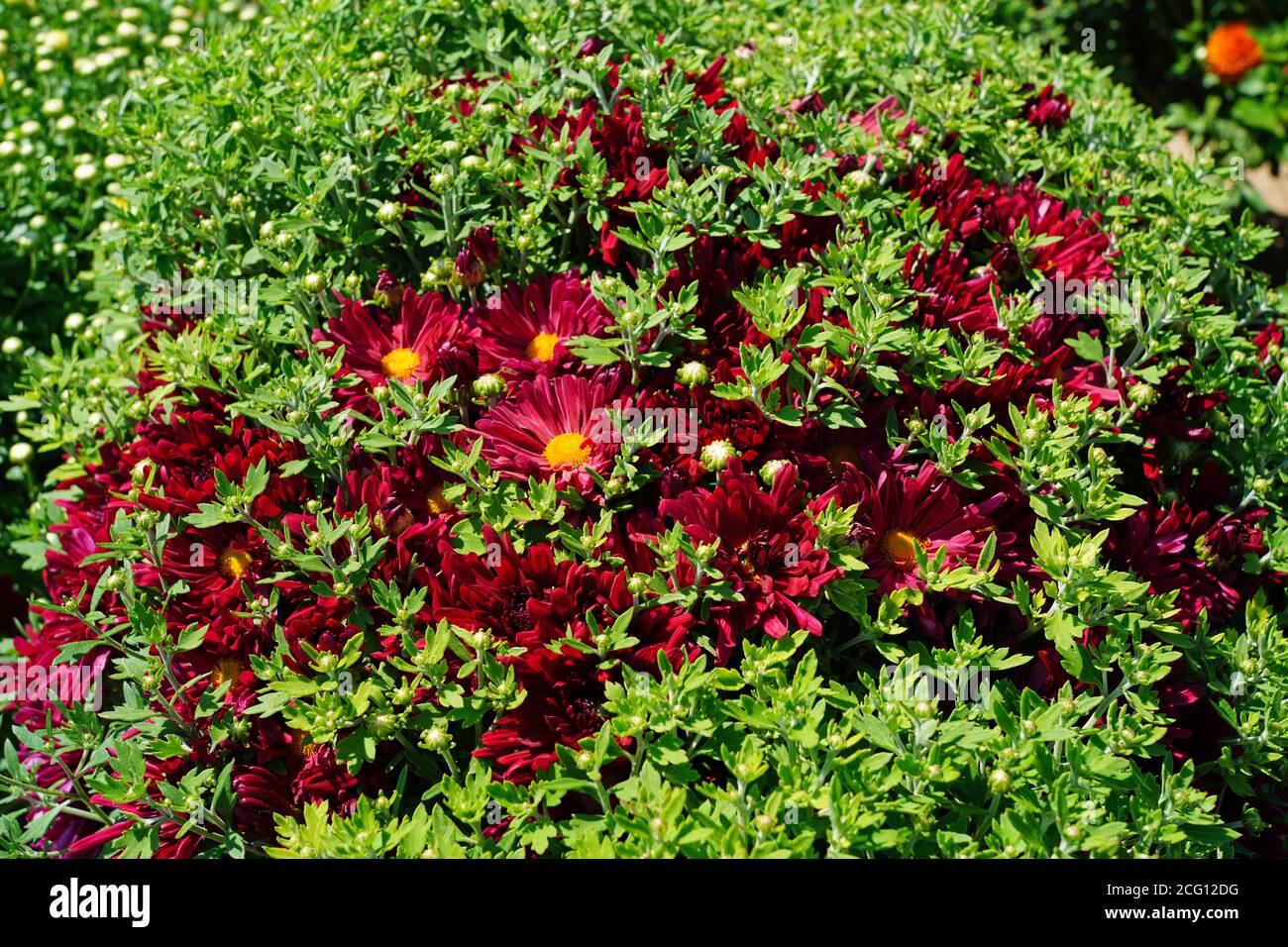 chrysanthemum plants in the fall Stock Photo Alamy