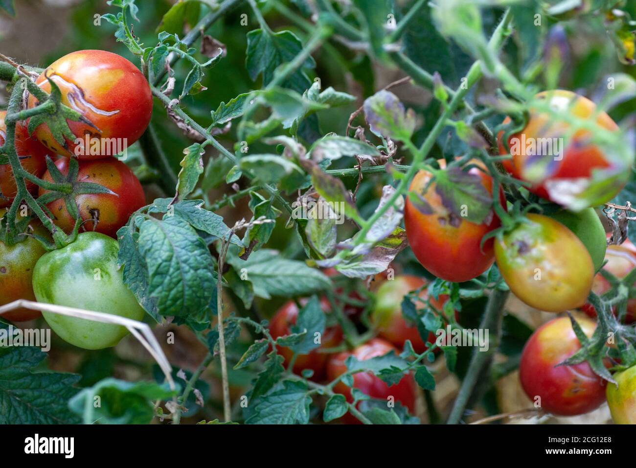 Tomato fruits damaged by bacterial disease. Moisture cracked tomatoes. Tomatoes dried up from pests. Stock Photo