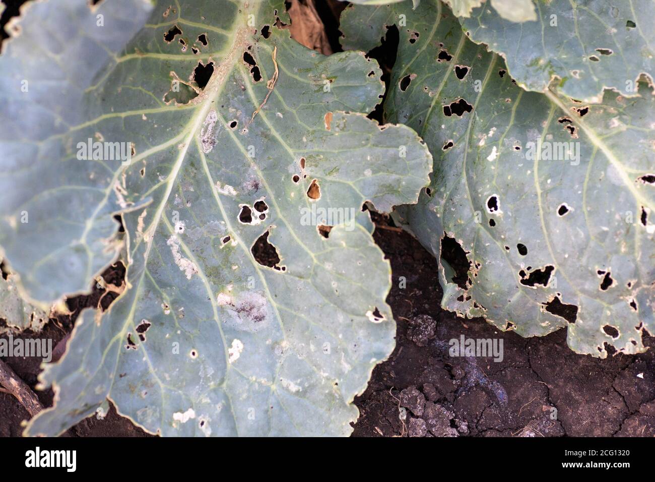cabbage diseases. Cabbage leaves damaged by pests. the caterpillars ate