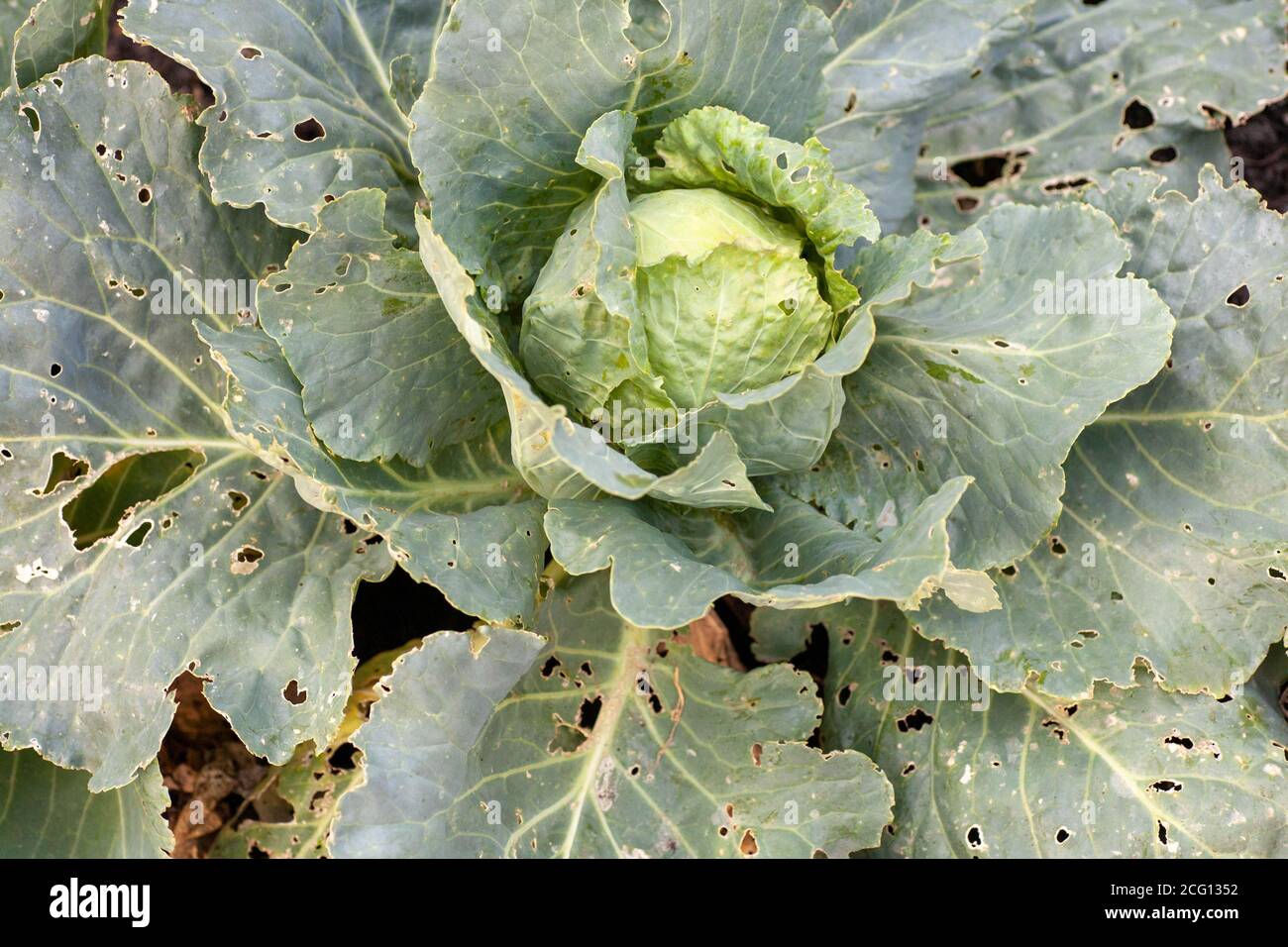 cabbage diseases. Cabbage leaves damaged by pests. the caterpillars ate