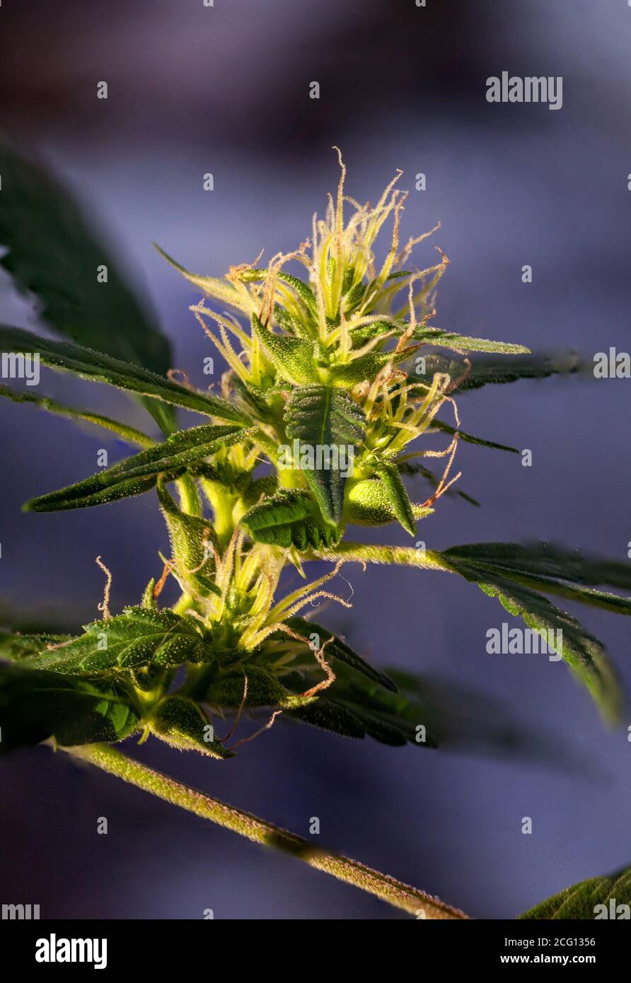 Blooming medical marijuana leaves close up. Juicy mature hemp bots. Grass  pistils and stamens for the treatment of multiple sclerosis Stock Photo -  Alamy