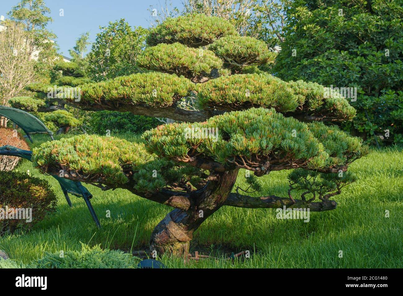 Unique shaping pine pruning technique or Niwaki for Japanese garden landscaping. Stock Photo
