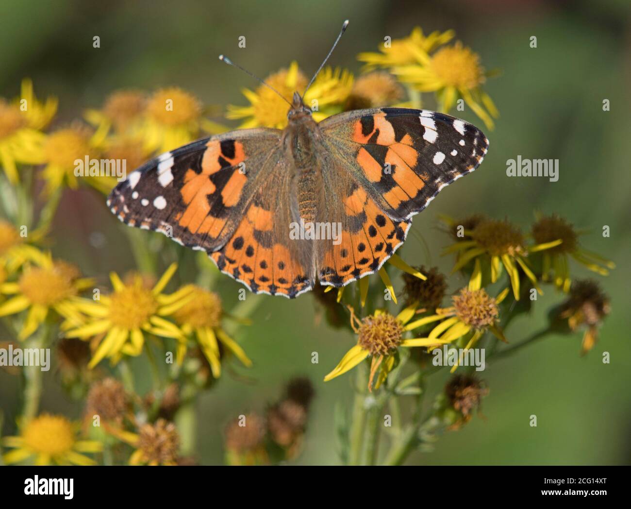 Butterfly, Painted, Lady Stock Photo