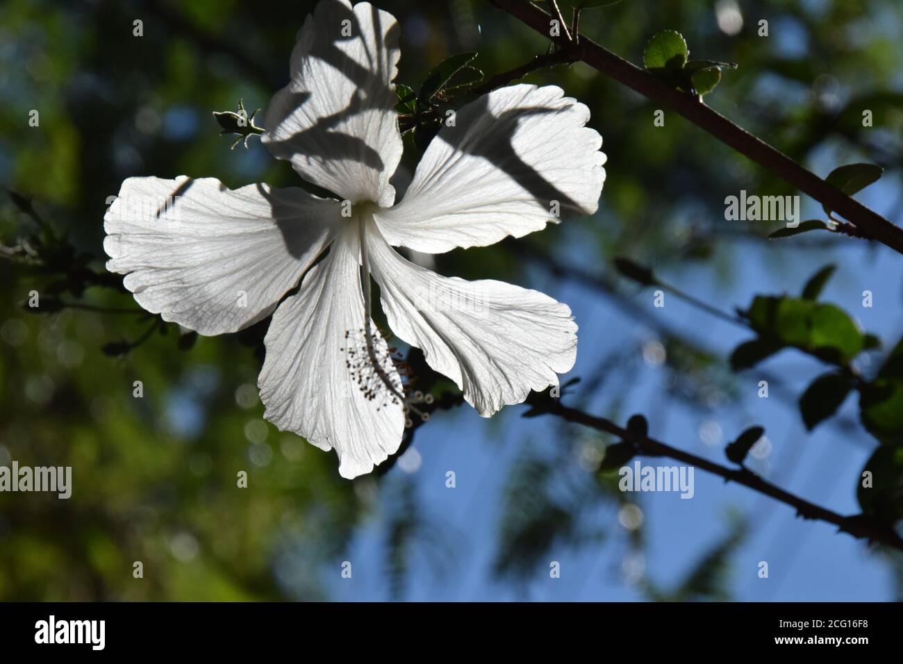 Flower white ibiscus Brazil flora botany gardens Stock Photo