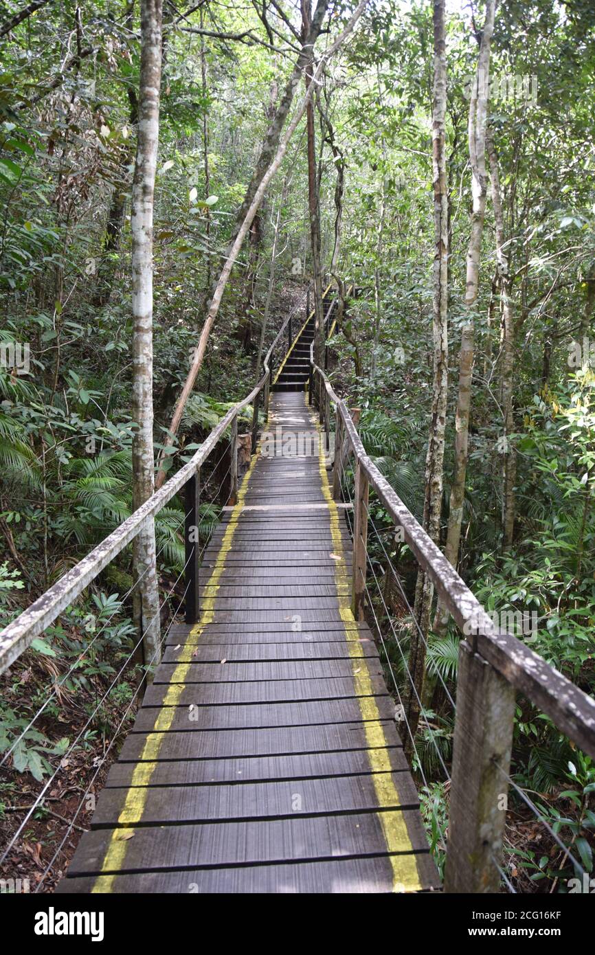 Cerrado with suspended trail, wood pathway over forest Stock Photo