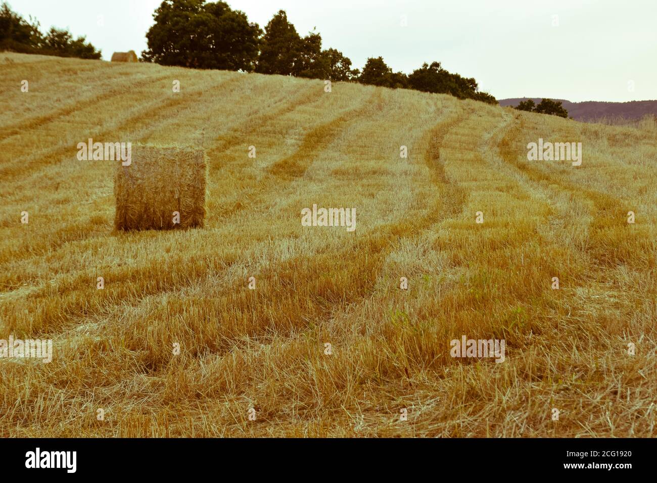 Field with straw bales after harvesting cereal Stock Photo - Alamy