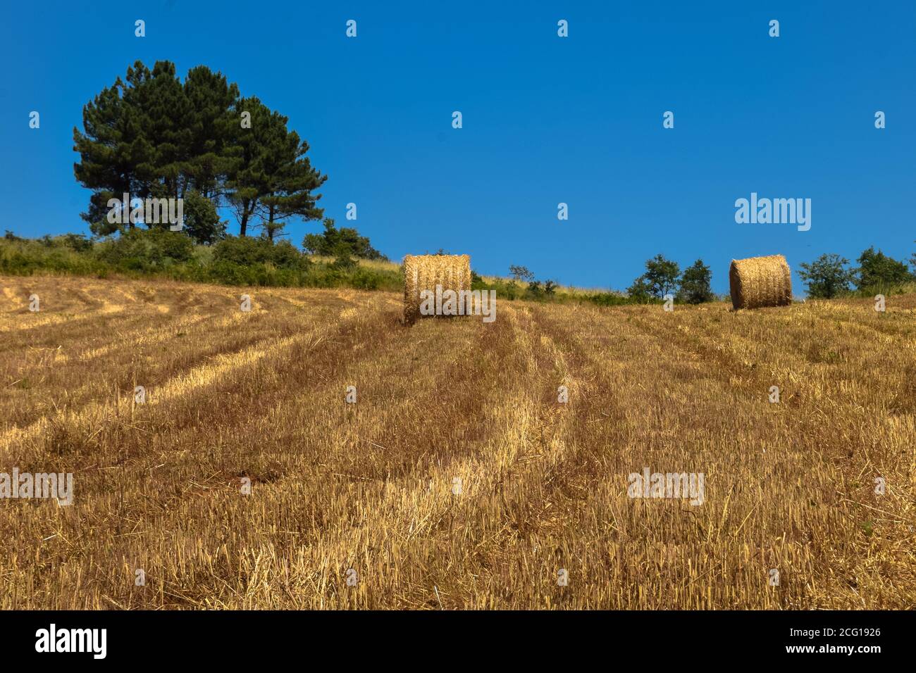 Field with straw bales after harvesting cereal Stock Photo - Alamy