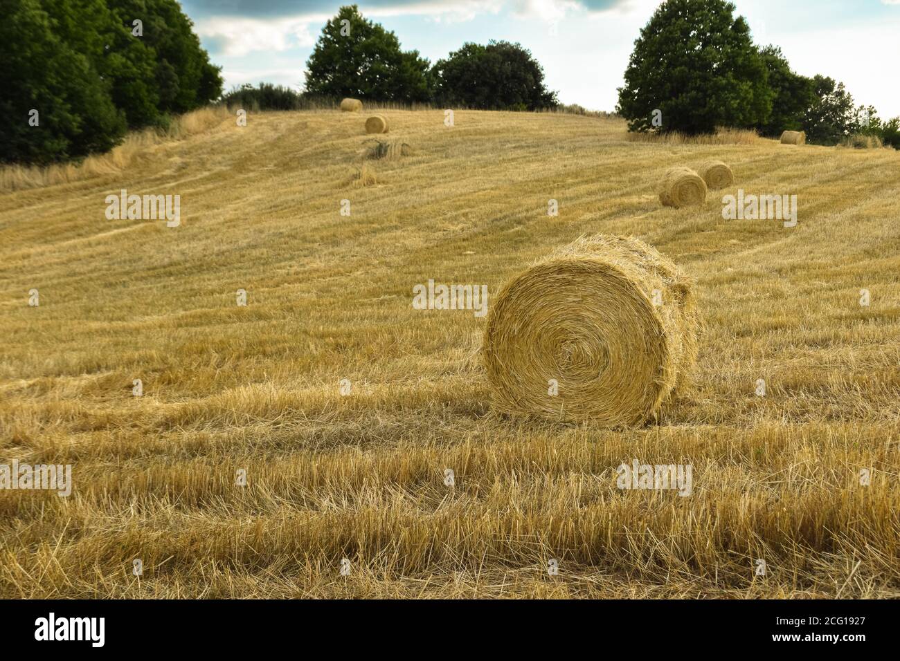 Field with straw bales after harvesting cereal Stock Photo - Alamy