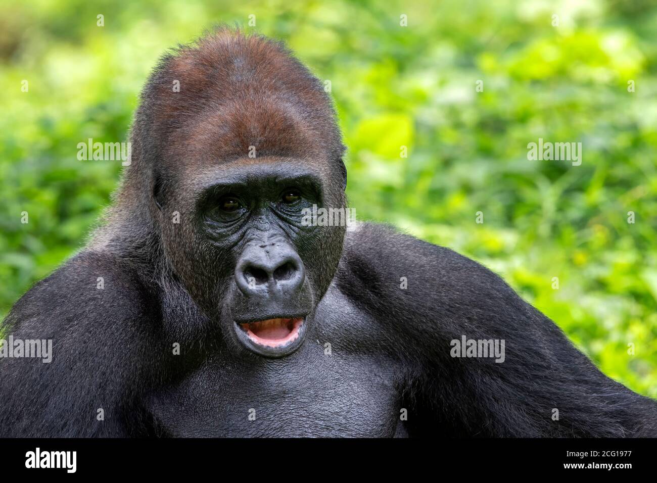 Portrait of lowland silverback gorilla Stock Photo Alamy