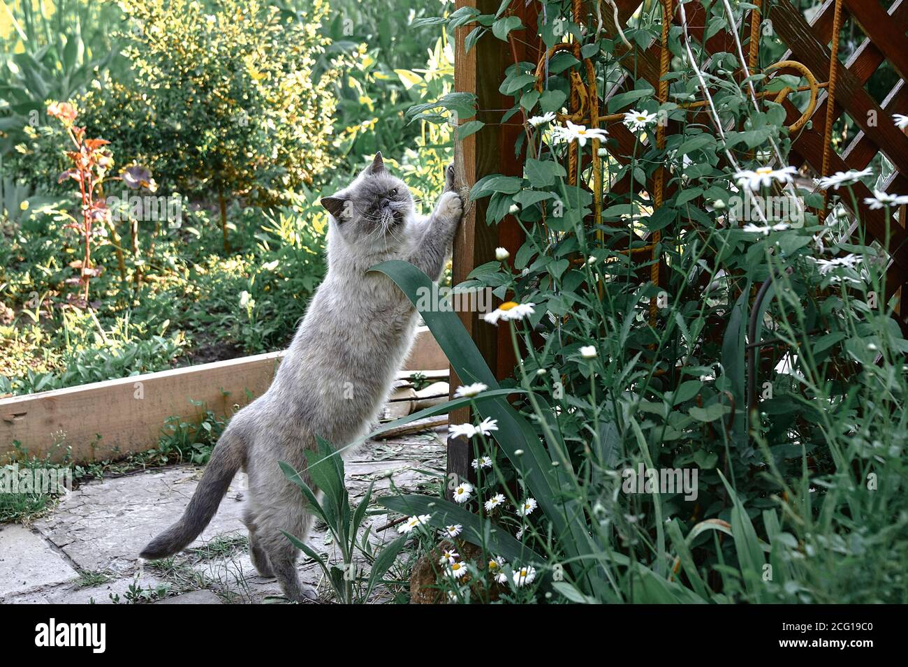 Sharpen claws cat hi-res stock photography and images - Alamy