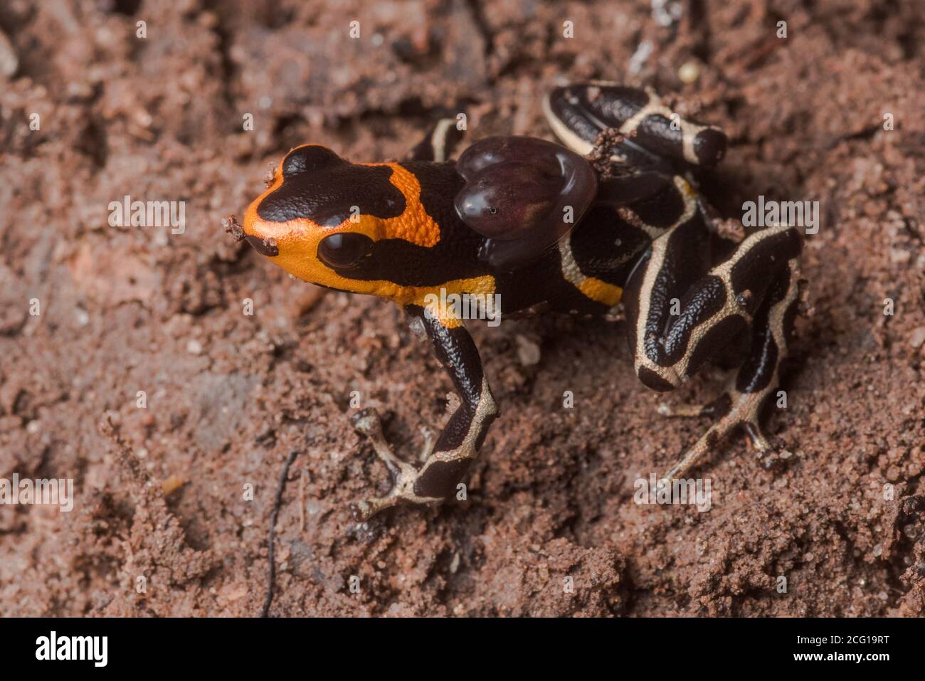 A toxic red headed poison dart frog (Ranitomeya fantastica) carries his pair of tadpoles on his back. In the rainforest of Peru. Stock Photo