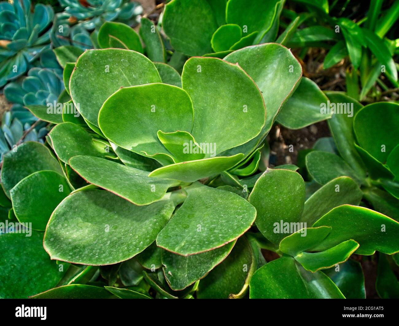 Pig's Ears succulent Stock Photo Alamy
