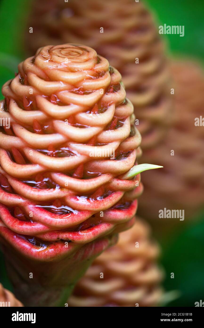 Beehive Ginger (Zingiber spectabile) flower heads. September 2020. Forest Creek. Queensland. Australia. Stock Photo