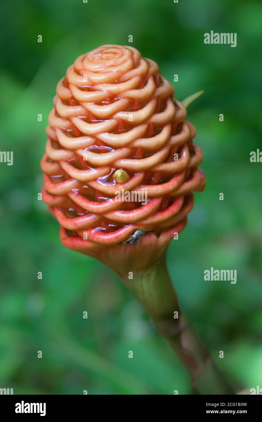 Beehive Ginger (Zingiber spectabile) flower heads. September 2020. Forest Creek. Queensland. Australia. Stock Photo