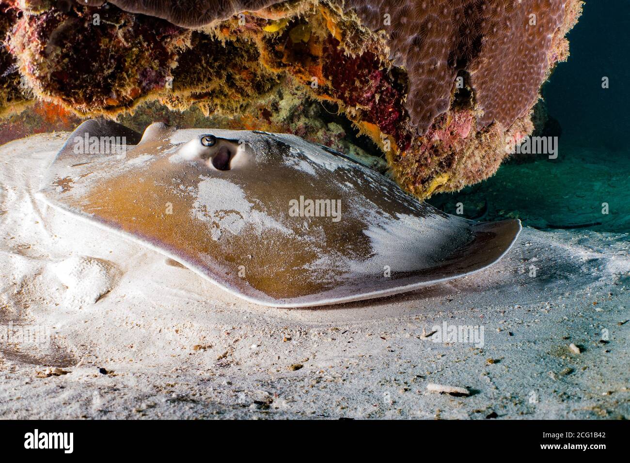 jenkins ray in the sand scuba Stock Photo