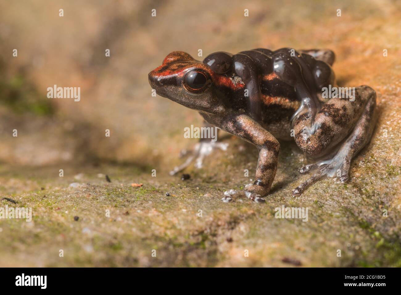 Poison dart frog tadpoles hi-res stock photography and images - Alamy