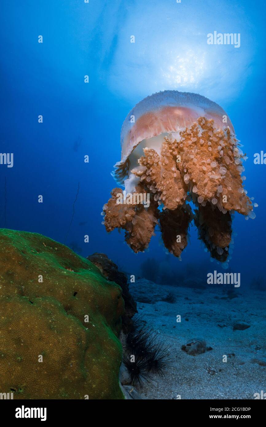 jellyfish underwater in the ocean Stock Photo