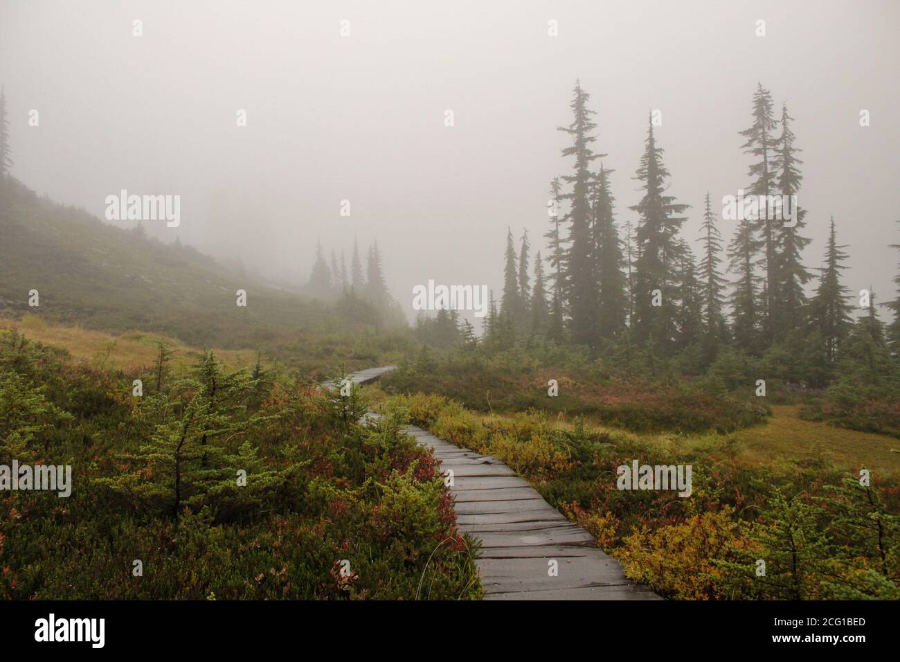 A foggy, rainy fall day on the Bagley Lakes Trail in Mt. Baker National Forest in Washington. Stock Photo