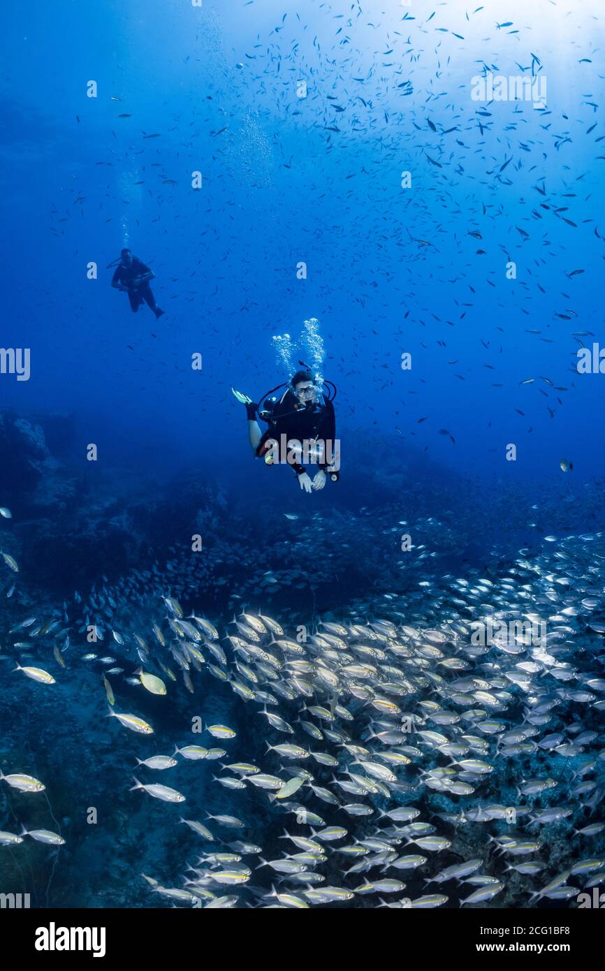 scuba divers swim through Big school of fish on coral reef  Stock Photo