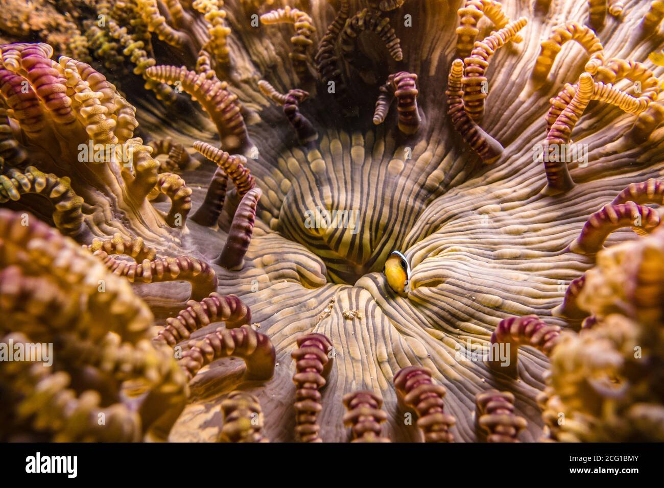 clown fish in an anemone on coral reef Stock Photo