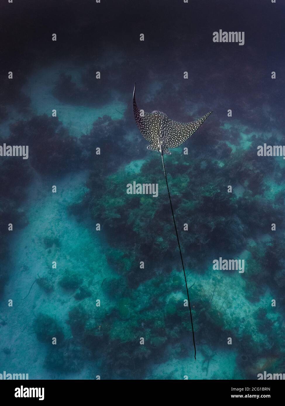 Spotted eagle ray from above swimming with scuba divers Stock Photo