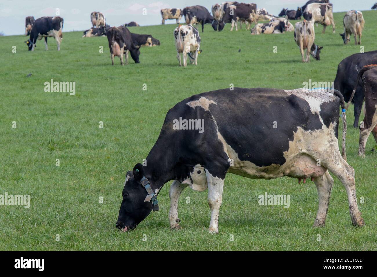 Friesian black and white dairy cows and herd grazing in field wearing ...