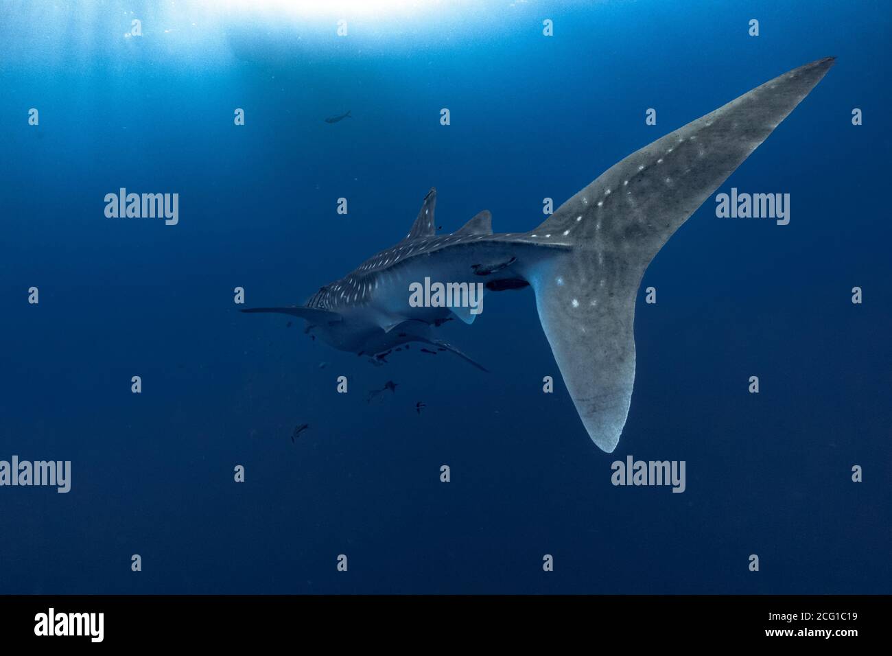 giant Whale shark swimming underwater with scuba divers Stock Photo