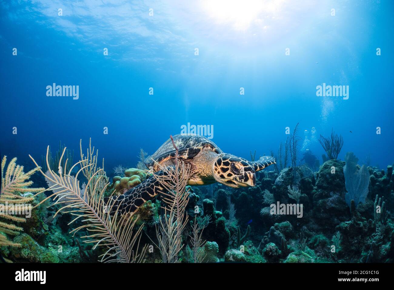 Hawksbill turtle underwater swimming on coral reef scuba diving Stock Photo