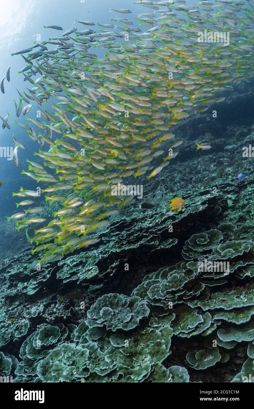 school of fish yellow snapper on coral reef Stock Photo