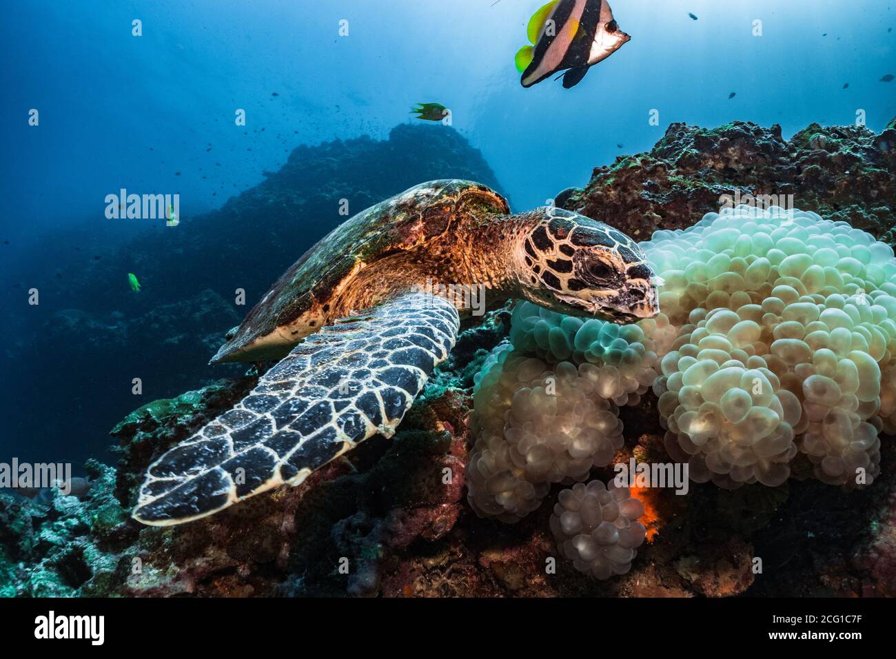 Hawksbill turtle underwater eating bubble coral scuba diving Stock Photo