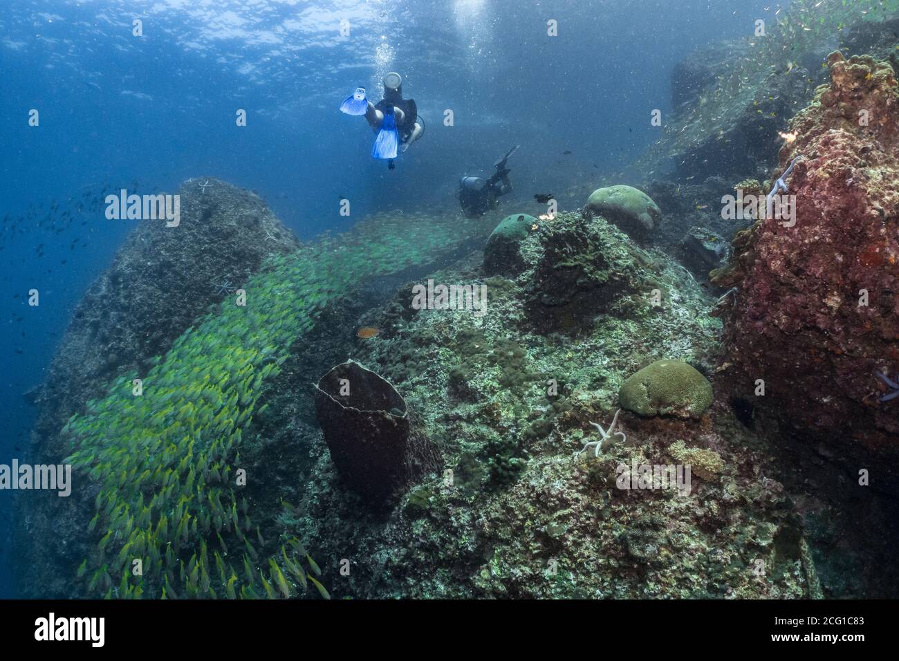 scuba divers swim through Big school of fish on coral reef  Stock Photo