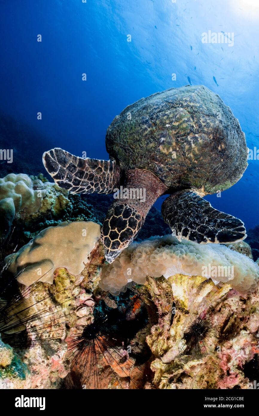 Hawksbill turtle underwater eating bubble coral scuba diving Stock Photo
