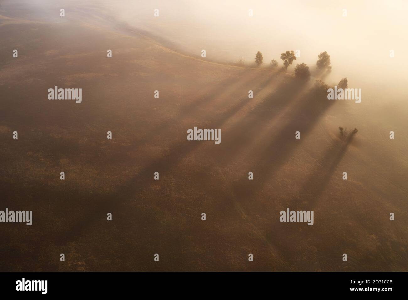 Several lone trees on a field in the fog Stock Photo