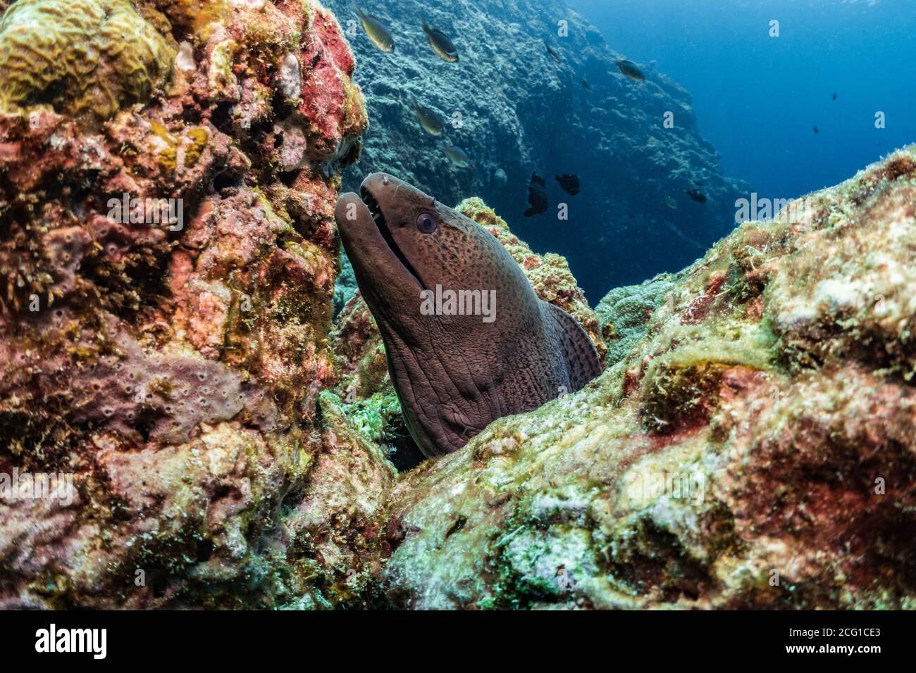 Moray eel hiding in coral Stock Photo Alamy