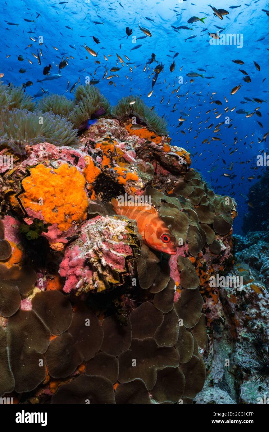 a group of various fish on a coral reef with snapper grouper looking Stock Photo