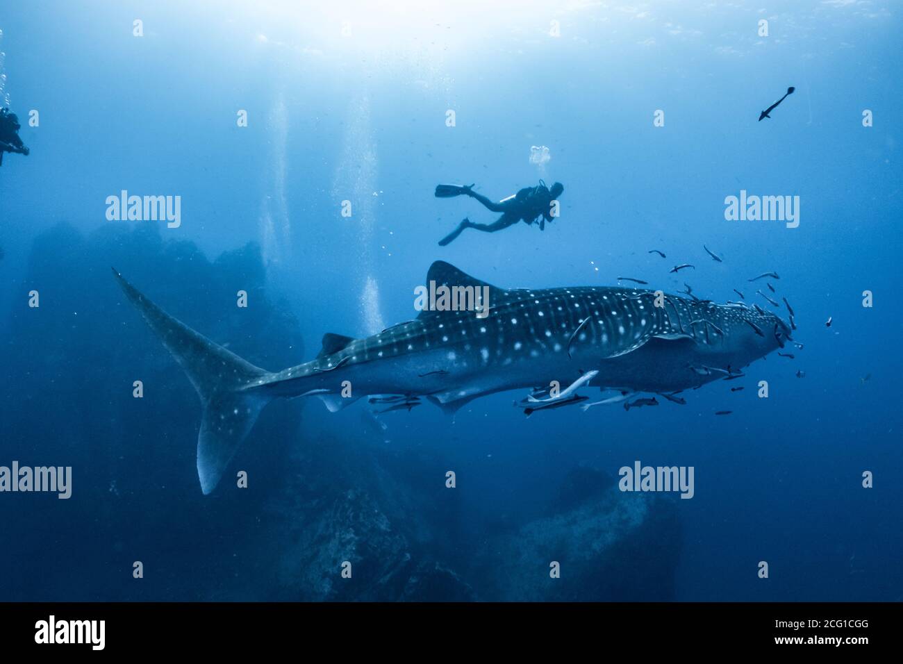 giant Whale shark swimming underwater with scuba divers Stock Photo