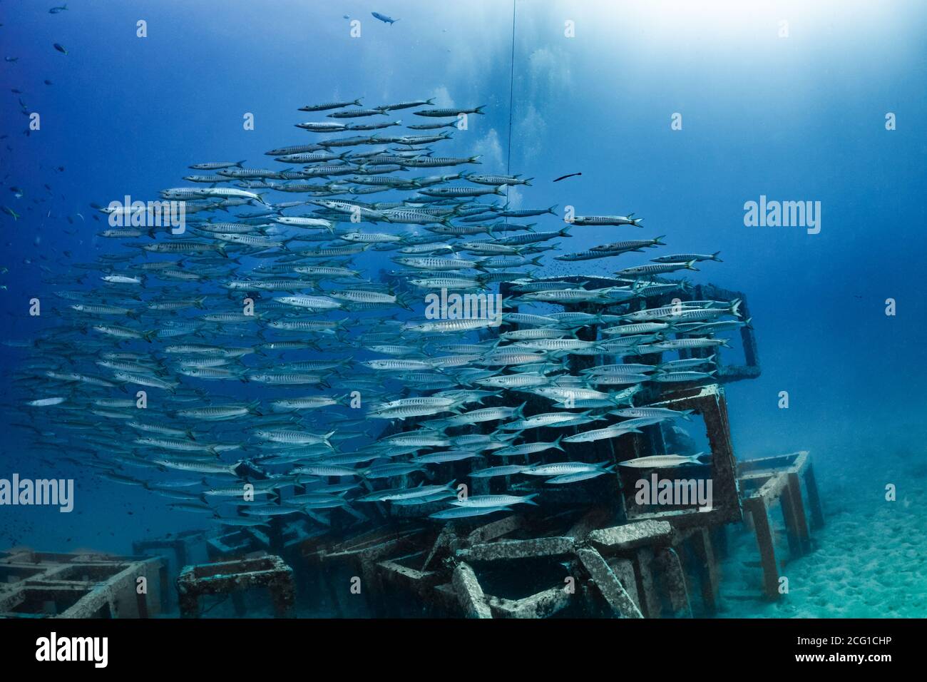 school of barracuda on top of artificial reef Stock Photo