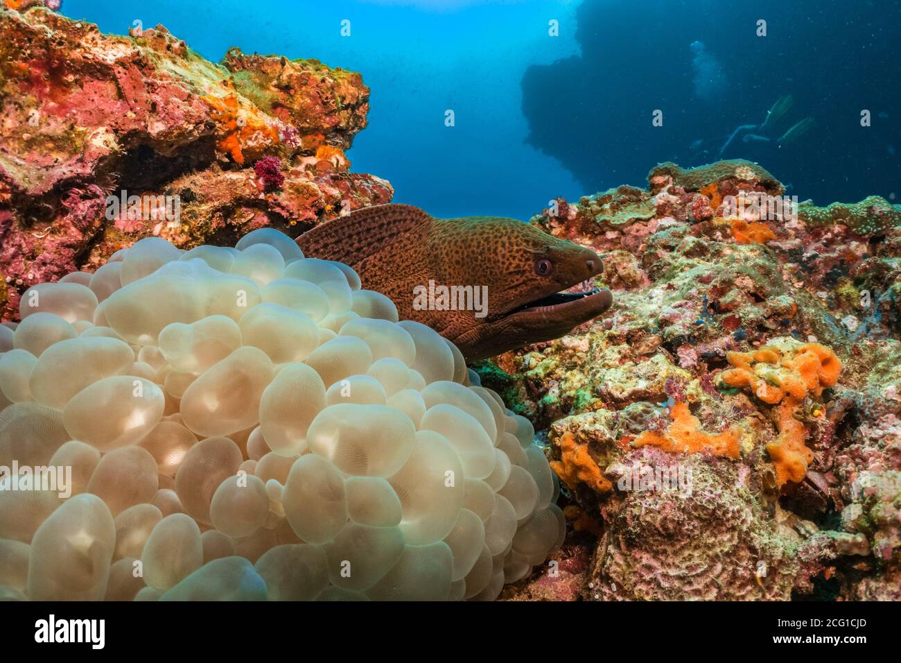 Moray eel hiding in bubble coral Stock Photo Alamy