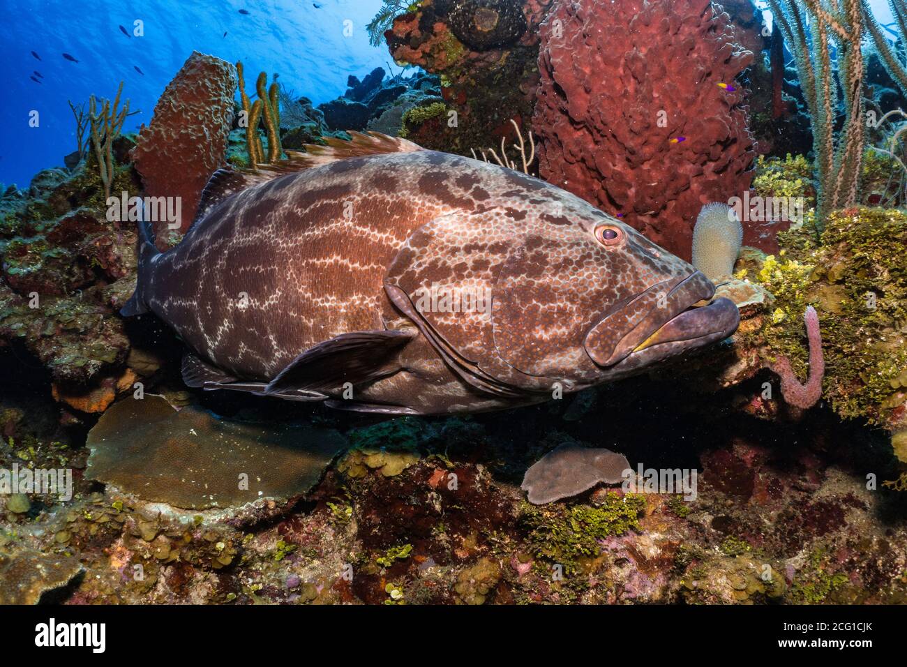 Large grouper on coral reef scuba diving Stock Photo